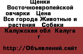 Щенки Восточноевропейской овчарки › Цена ­ 25 000 - Все города Животные и растения » Собаки   . Калужская обл.,Калуга г.